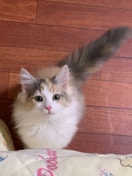 メインクーン【愛知県・女の子・2018年9月19日・ブルーパッチドタビーアンドホワイト】の写真「綺麗な猫に育ち中」