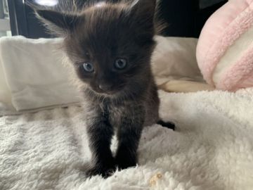 メインクーン【愛知県・男の子・2020年9月8日・ブラック】の写真「濃い黒色、シブくなりそう😼😼✨」