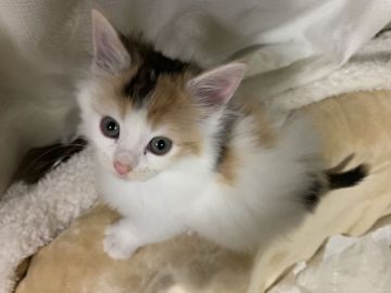 メインクーン【愛知県・女の子・2019年1月29日・ブラウンパッチドタビー&ホワイト】の写真「とても綺麗な女の子です。」