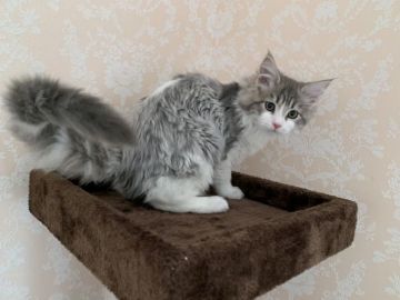 メインクーン【愛知県・女の子・2018年12月7日・ブルータビーアンドホワイト】の写真「綺麗なブルーの可愛い女の子です♡」