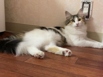 メインクーン【愛知県・女の子・2020年5月1日・ブラウンパッチドタビー&ホワイト】の写真「人懐こい三毛ちゃんです😊✨✨」