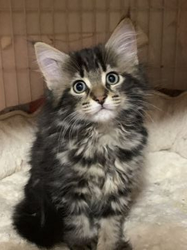 メインクーン【愛知県・男の子・2020年9月13日・ブラウンタビー】の写真「ブラウンタビーのイケメン君」