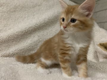 メインクーン【愛知県・男の子・2019年7月24日・レッドタビーアンドホワイト】の写真「綺麗な柄の男の子✨」