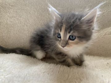 メインクーン【愛知県・女の子・2019年6月16日・ブルーパッチドタビーアンドホワイト】の写真「おっとりした可愛い子❤️」