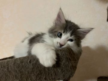 メインクーン【愛知県・男の子・2020年9月5日・ブルータビー&ホワイト】の写真「イケメン君です😻✨✨」
