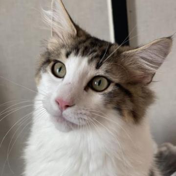 メインクーン【愛知県・男の子・2022年6月23日・ブラウンタビー&ホワイト】の写真「人懐こく、元気な男の子です🐱💓生後7ヶ月3.7キロ」