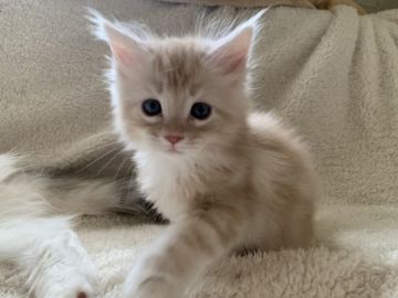 メインクーン【愛知県・男の子・2019年6月16日・クリームタビー】の写真「綺麗な模様のイケメン君です❤️」