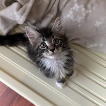 メインクーン【愛知県・男の子・2023年5月14日・ブラウンタビーアンドホワイト】の写真「ブラウンタビーのイケメンくん」