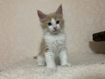 メインクーン【愛知県・男の子・2020年9月5日・クリームタビー&ホワイト】の写真「抱っこすると喉をゴロゴロ可愛いです🐱💕💕」