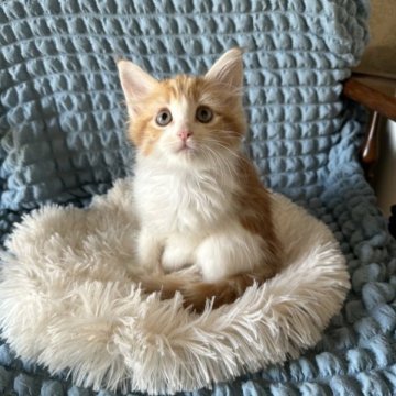 メインクーン【愛知県・女の子・2023年9月6日・レッドタビー&ホワイト】の写真「元気な女の子🐱🧡」