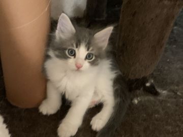 メインクーン【愛知県・男の子・2020年9月5日・ブルータビー&ホワイト】の写真「人気のブルータビーイケメン君🐱💕」