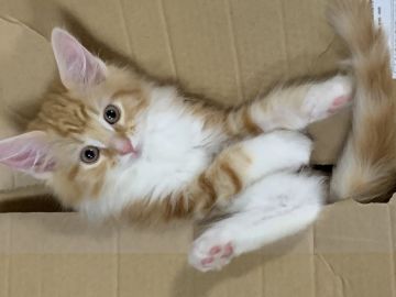 メインクーン【愛知県・男の子・2019年1月29日・レッドタビーアンドホワイト】の写真「綺麗な模様の男の子です☆」