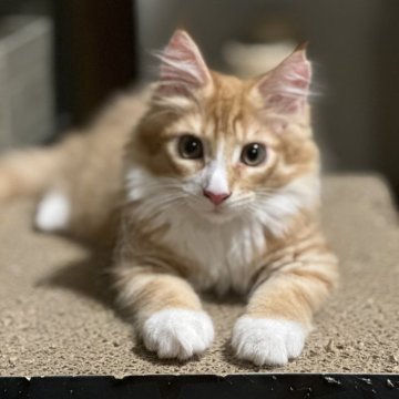 メインクーン【愛知県・男の子・2024年5月5日・レッドタビー&ホワイト】の写真「🩷可愛い子猫ちゃん生まれました🩷」