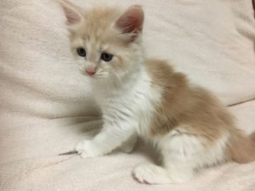 メインクーン【愛知県・男の子・2018年9月19日・クリームタビー&ホワイト】の写真「ビッグサイズです！！！」