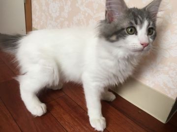 メインクーン【愛知県・女の子・2018年9月19日・ブルータビー&ホワイト】の写真「元気なおてんば娘❤️」