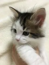 メインクーン【愛知県・男の子・2016年3月15日・ブラウンタビー&ホワイト】の写真1「おっとりさん( ^ω^ )」