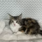 メインクーン【愛知県・女の子・2024年2月9日・ブラウンパッチドタビー&ホワイト】の写真1