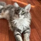 メインクーン【愛知県・女の子・2024年3月25日・ブルーパッチドたびー&ホワイト】の写真1