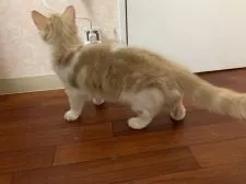 メインクーン【愛知県・男の子・2019年7月24日・クリームタビーアンドホワイト】の写真2「全身の姿です。」