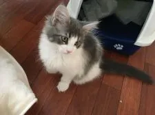 メインクーン【愛知県・女の子・2018年9月7日・ブルータビー&ホワイト】の写真3「人懐こくて可愛いですよ♡」