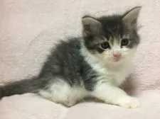 メインクーン【愛知県・男の子・2017年12月9日・ブルータビー&ホワイト】の写真3「目がクリクリ可愛いです(o^^o)」