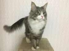 メインクーン【愛知県・女の子・2018年9月7日・ブルータビー&ホワイト】の写真4「父猫さん★彡」