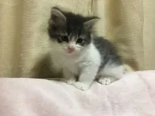 メインクーン【愛知県・男の子・2017年12月9日・ブルータビー&ホワイト】の写真5