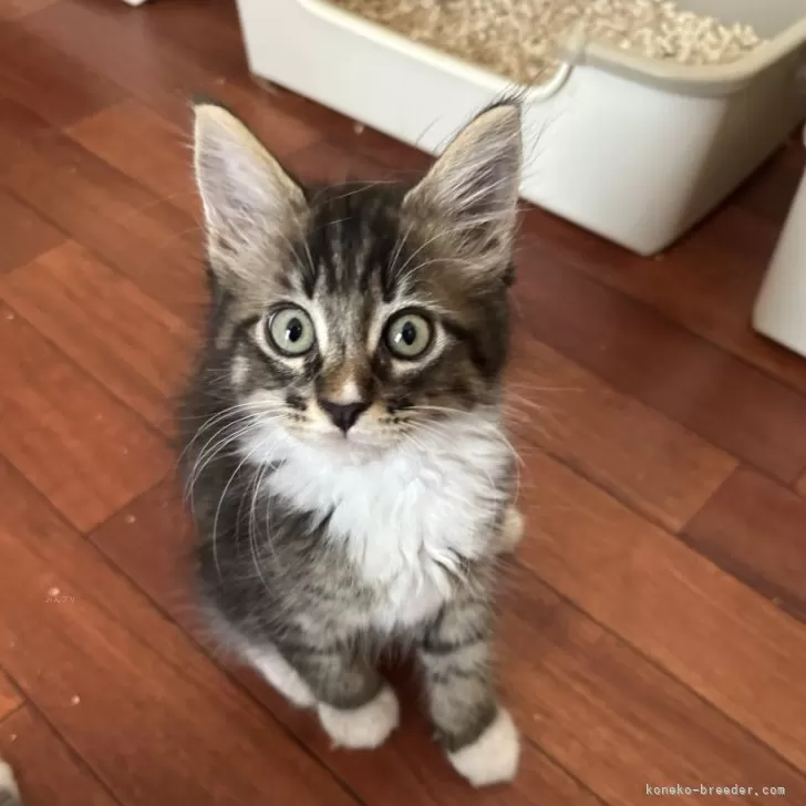 ID：2507-02036の子猫