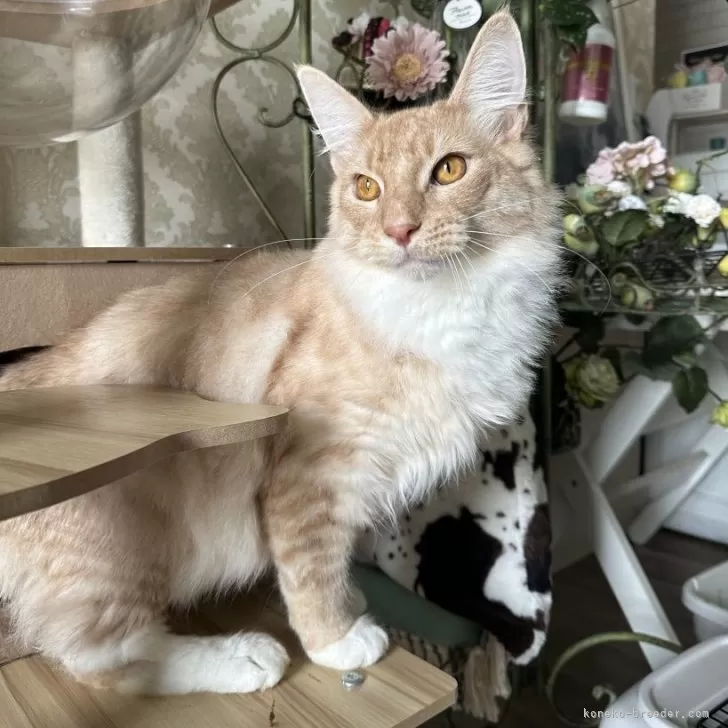 ID:2412-00054の子猫