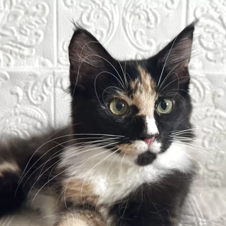 メインクーン【愛知県・女の子・2025年5月17日・ブラウンパッチドタビー&amp;ホワイト】の写真1