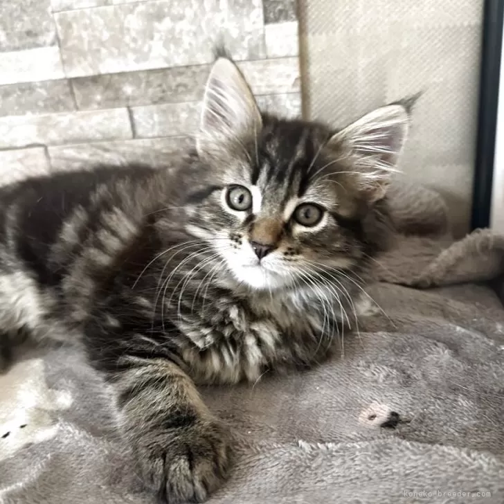 ID：2505-00349の子猫