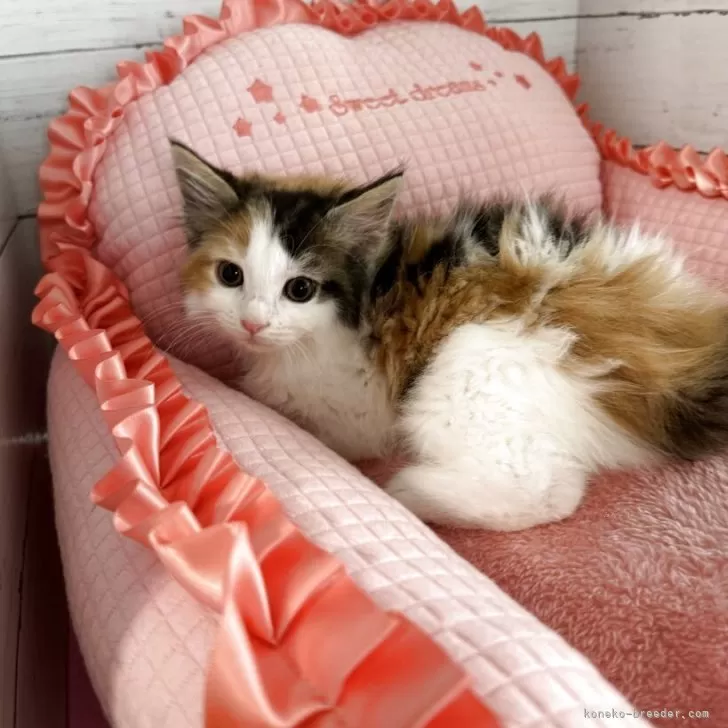 ID：2506-00263の子猫