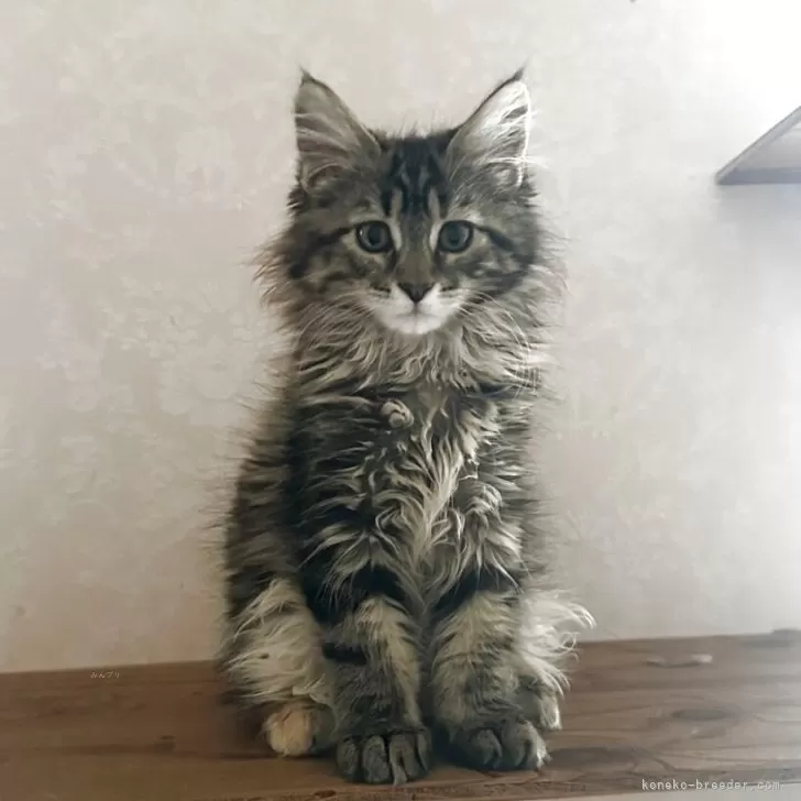 ID:2505-00139の子猫