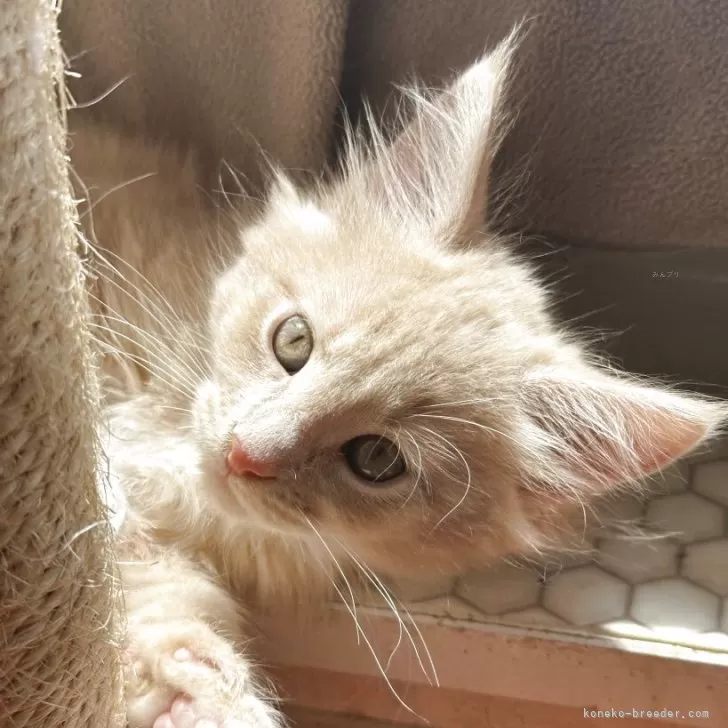 ID：2504-01222の子猫