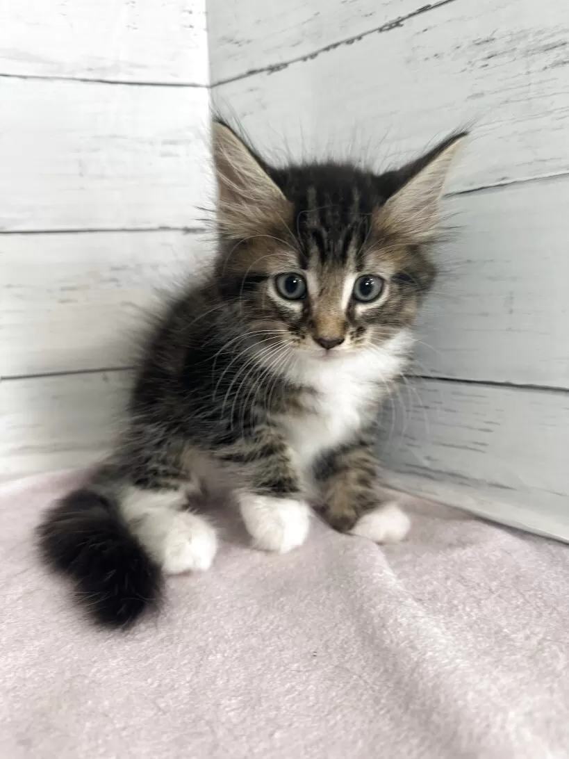 ID:2507-01394の子猫