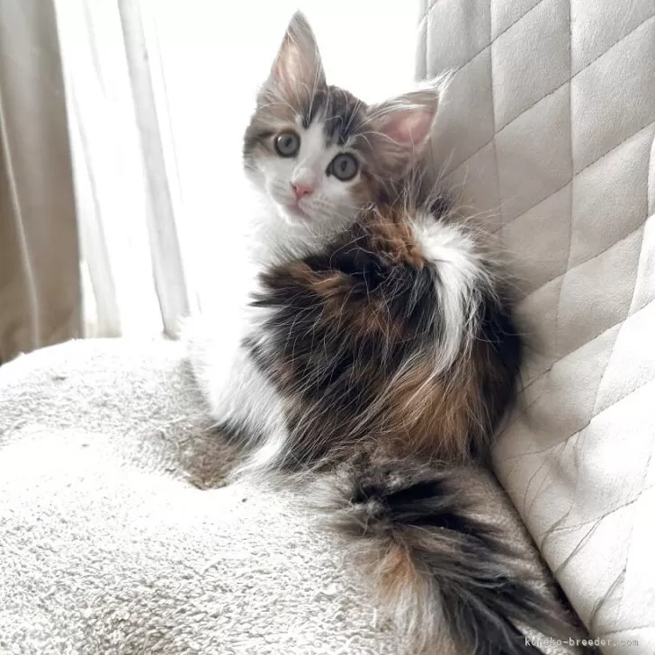 ID：2504-00626の子猫