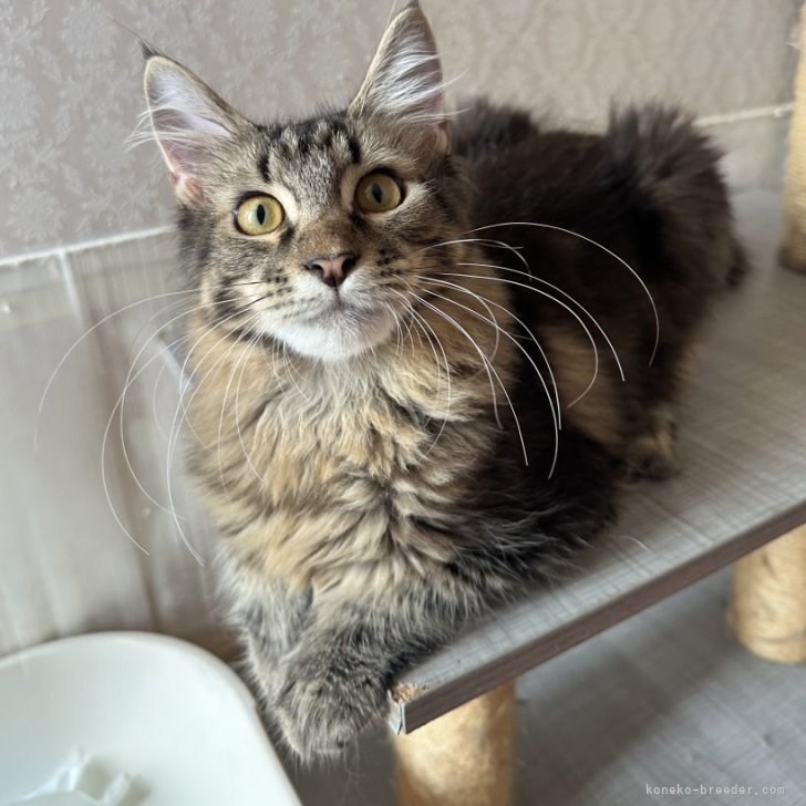 ブリーダー画像