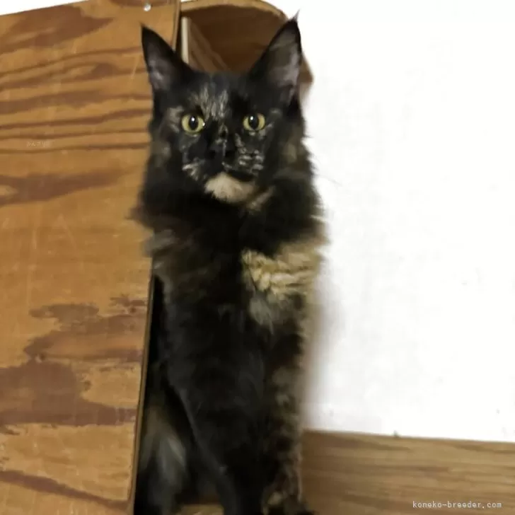 メインクーン【愛知県・女の子・2025年3月10日・トーティシェル】の写真1「レアカラー🩷さび猫🩷最近ツンデレ気味」