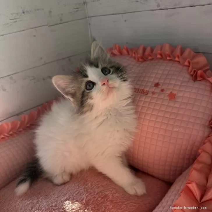 ちび丸Ⅳ世 様のお迎えした子猫