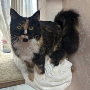 メインクーン【愛知県・女の子・2025年5月17日・ブラウンパッチドタビー&ホワイト】の写真「レアカラー🩷美しい子に成長する予感。」