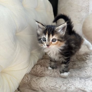 メインクーン【愛知県・女の子・2025年10月5日・ブラウンパッチドタビー&ホワイト】の写真「とても可愛い女の子産まれました🩷🩷🩷」