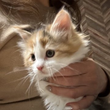 メインクーン【愛知県・女の子・2025年10月5日・ブラウンパッチドタビー&ホワイト】の写真「可愛い女の子🐱🩷」