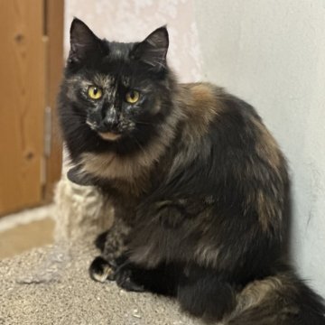 メインクーン【愛知県・女の子・2025年3月10日・トーティシェル】の写真「可愛いサビ猫ちゃん❤️」