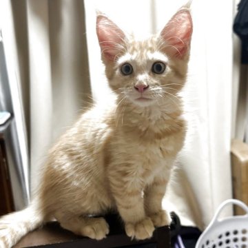 メインクーン【愛知県・男の子・2025年5月17日・レッドタビー】の写真「レッドタビー🐱イケメンくん」