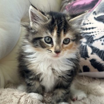 メインクーン【愛知県・女の子・2025年10月5日・ブラウンパッチドタビー&ホワイト】の写真「とても可愛い女の子産まれました🩷🩷🩷」