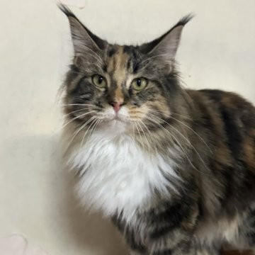 メインクーン【愛知県・女の子・2025年3月14日・ブラウンパッチドタビー&ホワイト】の写真「耳がチャームポイントの可愛い女の子🐱💕」