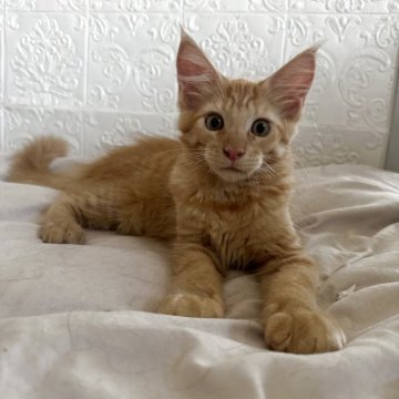 メインクーン【愛知県・男の子・2025年5月17日・レッドタビー】の写真「レッドタビー🐱イケメンくん」