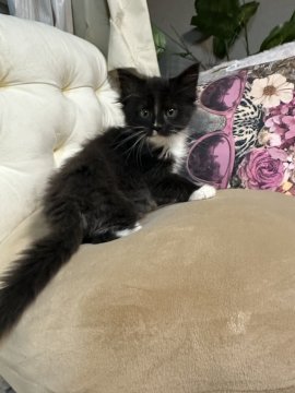 メインクーン【愛知県・女の子・2025年10月16日・ブラック&ホワイト】の写真「ブラック&ホワイト🐱可愛いです✨」