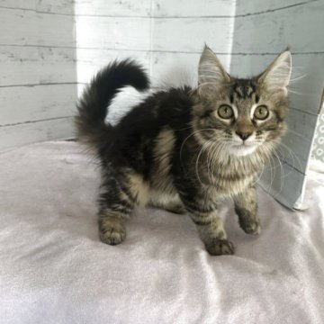 メインクーン【愛知県・男の子・2025年3月10日・ブラウンタビー】の写真「ブラウンタビーの可愛い男の子🐱✨」