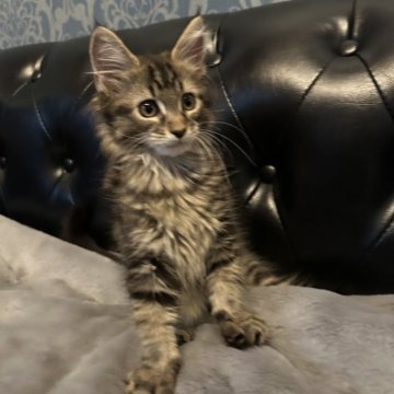 メインクーン【愛知県・男の子・2025年3月10日・ブラウンタビー】の写真「ブラウンタビーの可愛い男の子🐱✨」